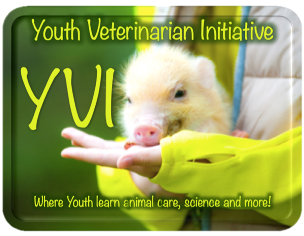 YVI Celebrates Its 2nd Anniversary
