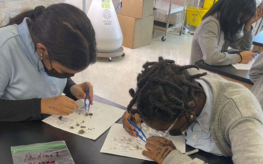 YVI – South Bronx Early College Academy Owl Pellet Lab